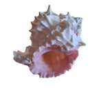 Seashell Decor Beach Nautical Ocean Real Small 3 to 5 Inch Spikes Smooth