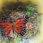 Habersham Candle Co Butterfly Floral Wax Fragrant Garden Flameless 7 Inch USA