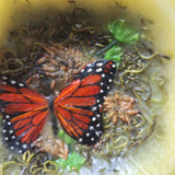 Habersham Candle Co Butterfly Floral Wax Fragrant Garden Flameless 7 Inch USA