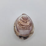 Zodiak Tiger Cowry Seashell Scrimshaw Carved Cancer Crab Cypraea Vintage Beach