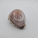 Zodiak Tiger Cowry Seashell Scrimshaw Carved Cancer Crab Cypraea Vintage Beach