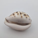 Zodiak Tiger Cowry Seashell Scrimshaw Carved Cancer Crab Cypraea Vintage Beach