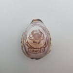 Zodiak Tiger Cowry Seashell Scrimshaw Carved Cancer Crab Cypraea Vintage Beach