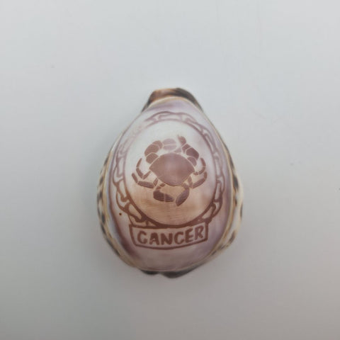 Zodiak Tiger Cowry Seashell Scrimshaw Carved Cancer Crab Cypraea Vintage Beach