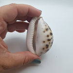 Zodiak Tiger Cowry Seashell Scrimshaw Carved Cancer Crab Cypraea Vintage Beach