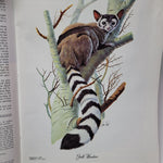 Arizona Highways Artwork Magazine February 1976 Larry Toschik Bobcat Deer Fawn