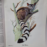 Arizona Highways Artwork Magazine February 1976 Larry Toschik Bobcat Deer Fawn
