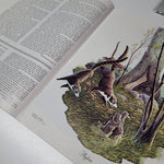 Arizona Highways Artwork Magazine February 1976 Larry Toschik Bobcat Deer Fawn