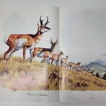 Arizona Highways Artwork Magazine February 1976 Larry Toschik Bobcat Deer Fawn