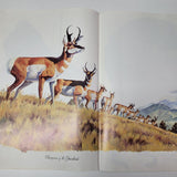 Arizona Highways Artwork Magazine February 1976 Larry Toschik Bobcat Deer Fawn
