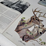 Arizona Highways Artwork Magazine February 1976 Larry Toschik Bobcat Deer Fawn