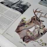 Arizona Highways Artwork Magazine February 1976 Larry Toschik Bobcat Deer Fawn