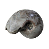 Goniatite Fossil 2.5 Inch