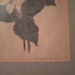 Hand Signed Annarae Anderson Print 25 of 500 Botanical Illustration Black Frame