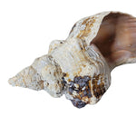 Real Conch Shell 10 inches Long Old Weathered Porous