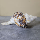 Real Conch Shell 10 inches Long Old Weathered Porous