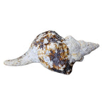 Real Conch Shell 10 inches Long Old Weathered Porous