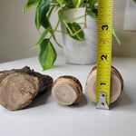 Set of 3 Morel Mushroom Wood Carved Merchroom Forage Mantle Outdoors Fungi Art